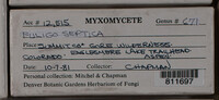 Fuligo septica image